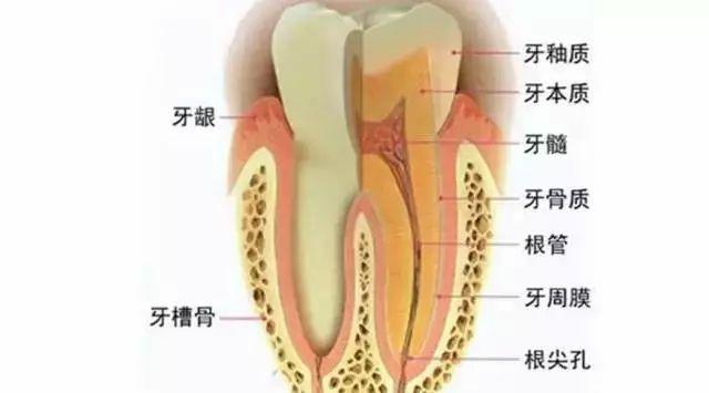 门牙磕掉一块，补一补要多少钱？ - 知乎