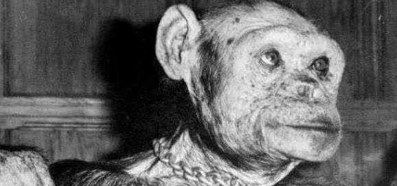 疯狂的人猿杂交实验共有5名女性参加结果发生意外