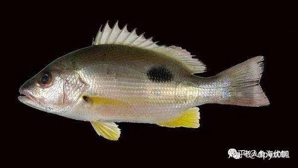 高级海鲜刺身该不该吃看明白这几点放心吃鲷鱼料理