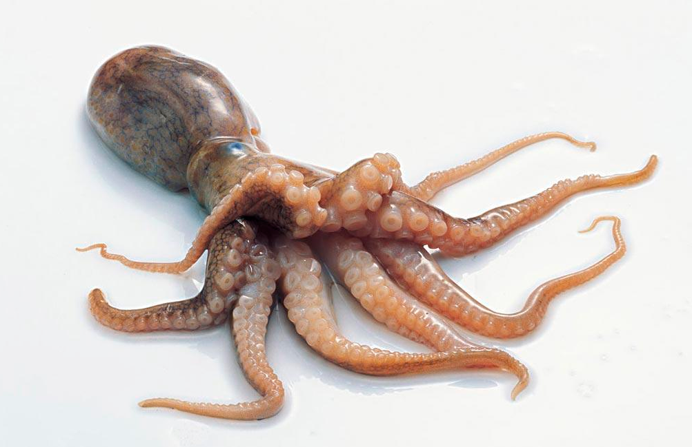 动物篇8软体动物门下