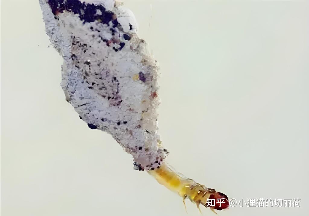 家里经常发现白墙上有这种虫卵有没有大神知道这是什么虫