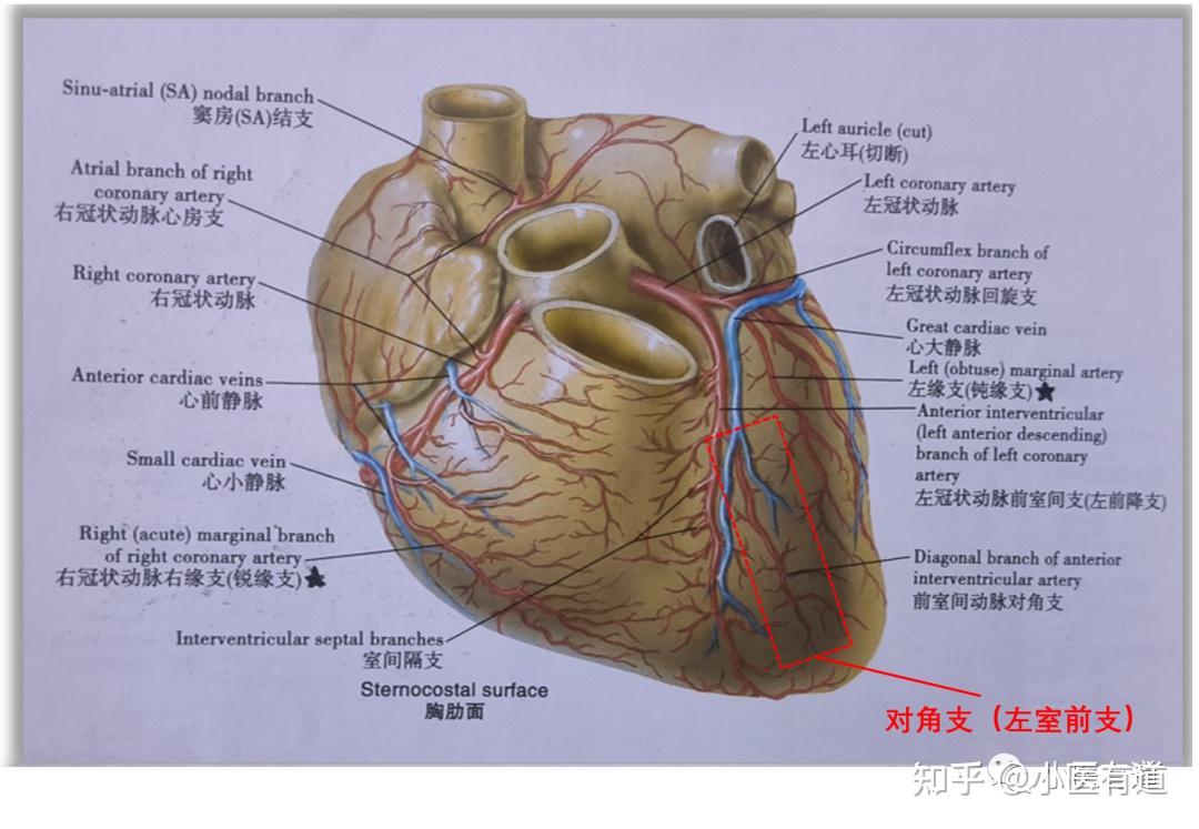 心脏冠状动脉是什么?