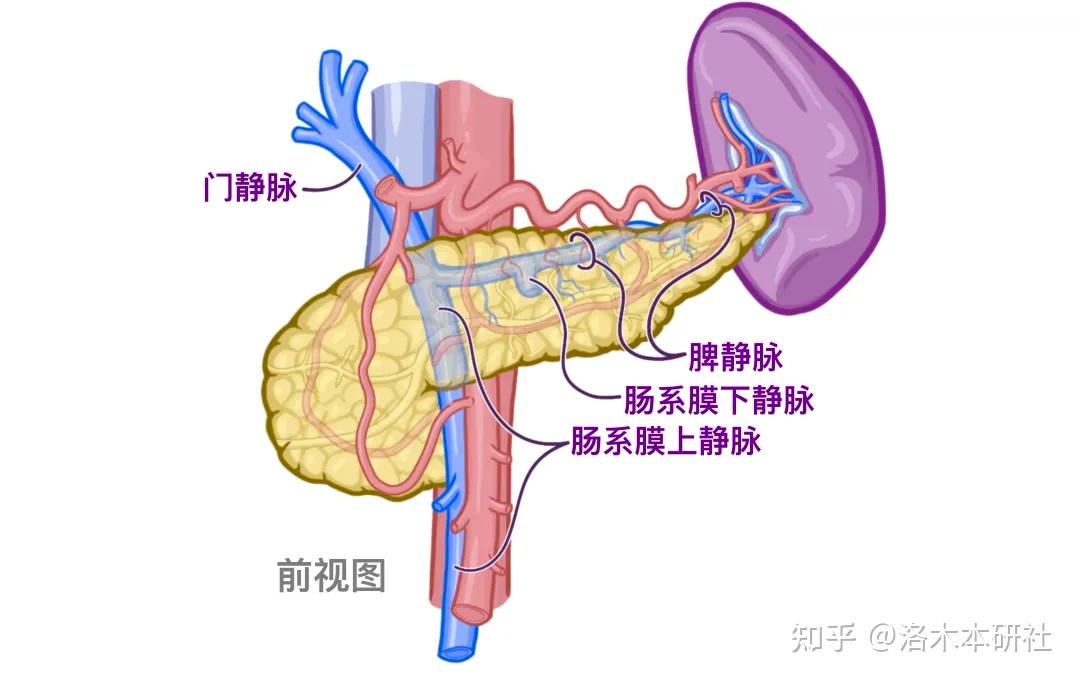 解剖学基础腹部内脏篇胰腺和脾脏