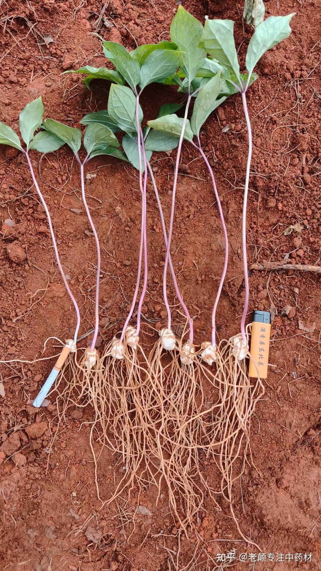 重楼应该怎么种植