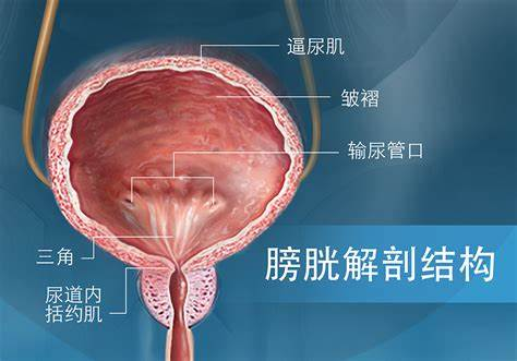 尿道外括约肌是什么? - 知乎