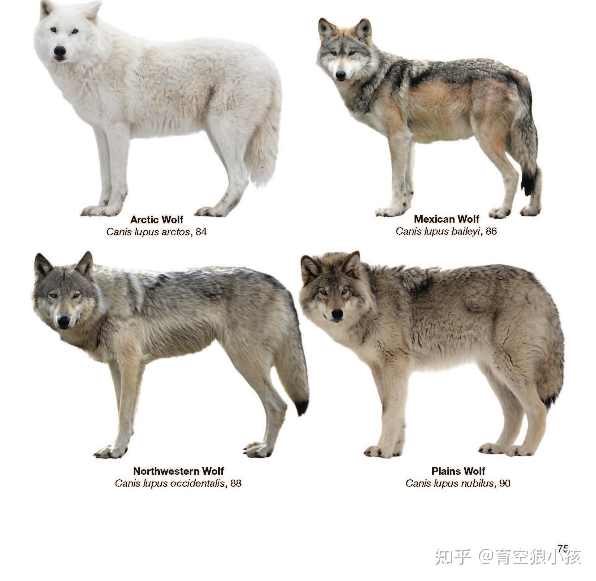 犬科动物豺和狼有什么区别? - 知乎