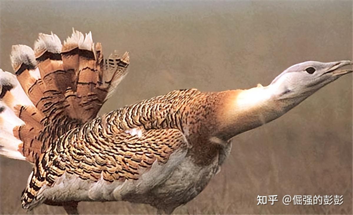 看了鸨鸟怎么繁衍,才知道古代青楼的老板娘,为啥叫“老鸨”! - 知乎