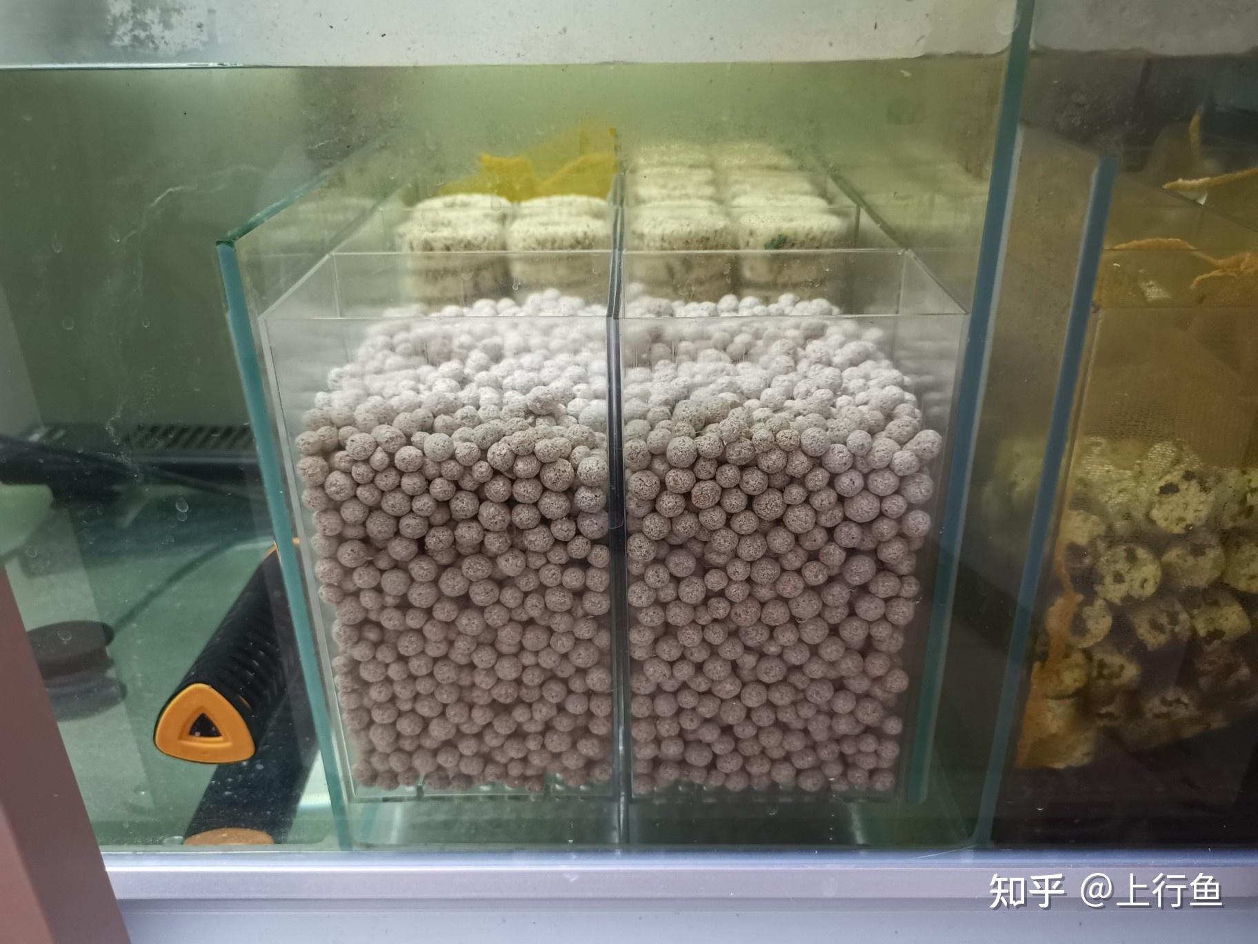 如何判断鱼缸硝化细菌已经建立