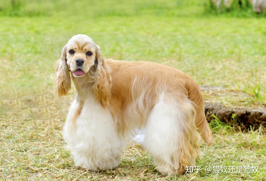 no3:美國可卡犬