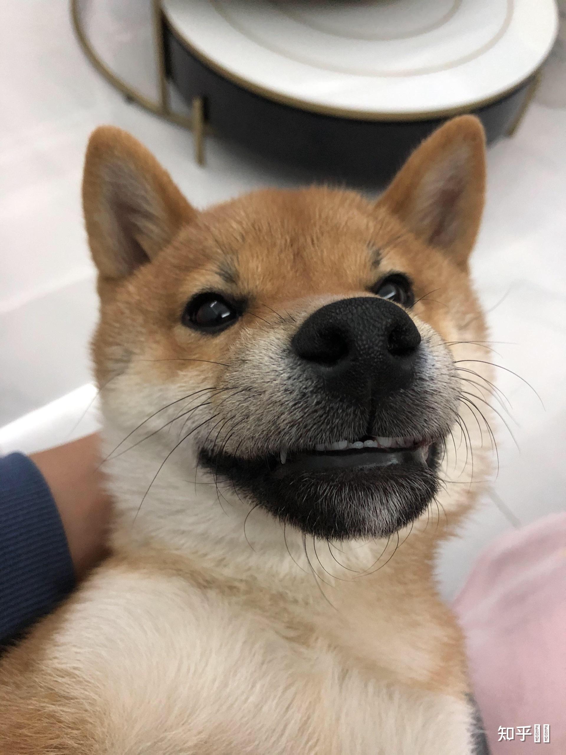 请问我们家这只柴犬品相如何,长大后会是圆脸还是狐狸脸啊? - 知乎