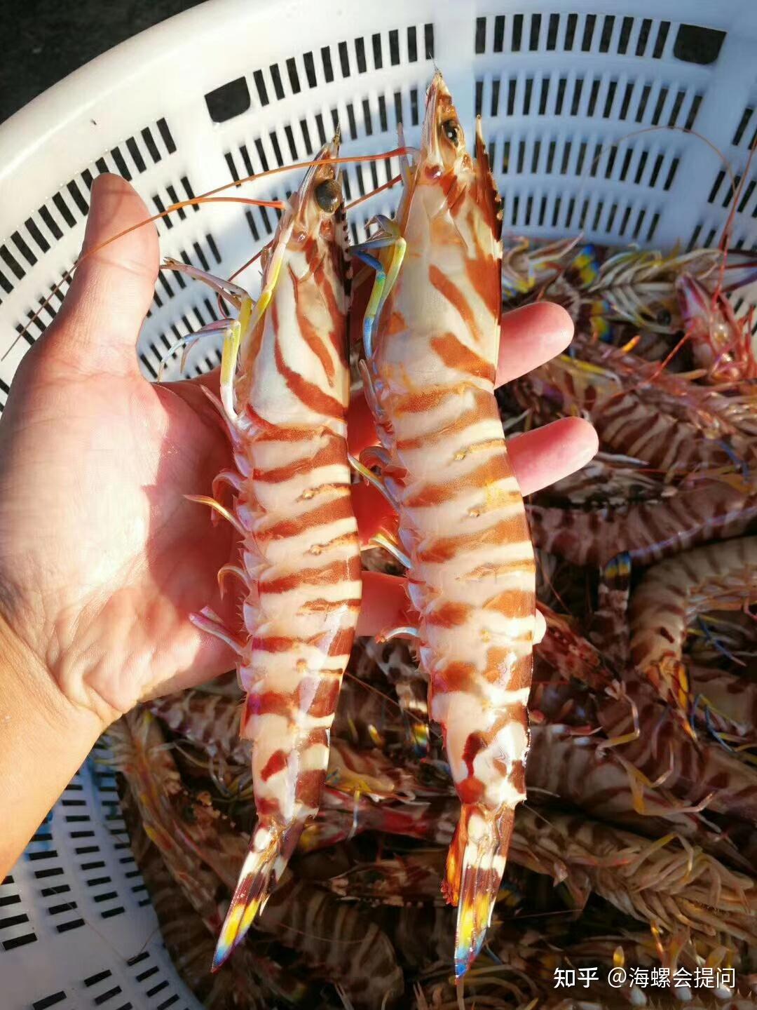 水产新品种之斑节对虾“南海2号”_虾类专题（对虾专题）_水产养殖网