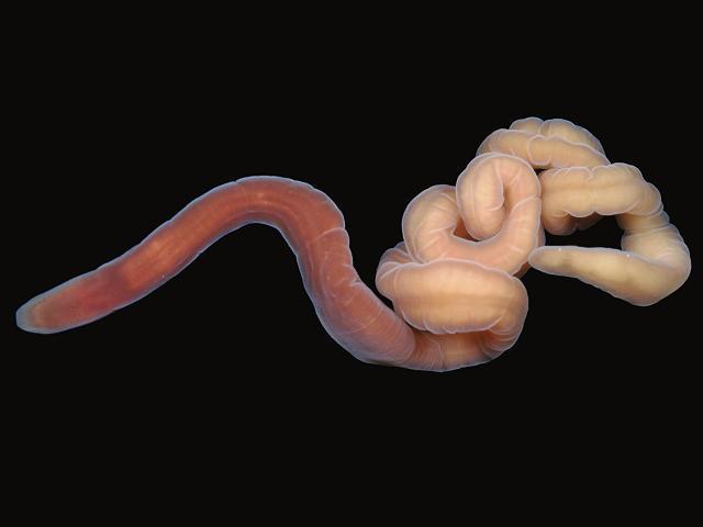 虽说纽虫的再生能力是非常有名的,比如血线虫lineus sanguineus,身体