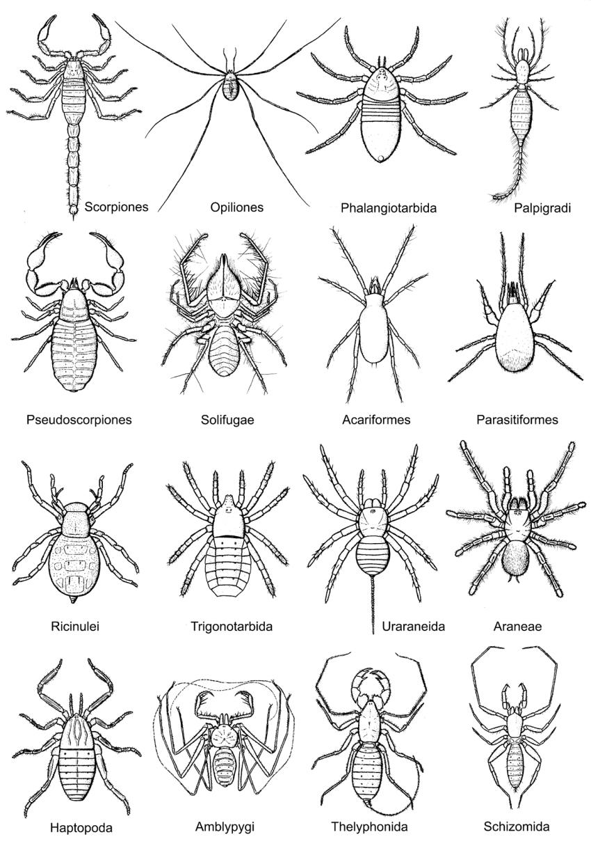 中科院南古所发现的应氏奇美拉蛛对研究蜘蛛起源有怎样的意义