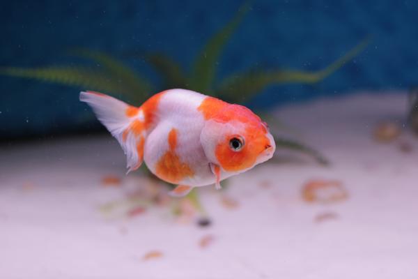 短鲷缸加盐_40的缸能养多少短鲷_南美短鲷跳缸吗