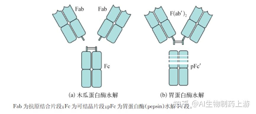 抗体分子的结构 - 知乎