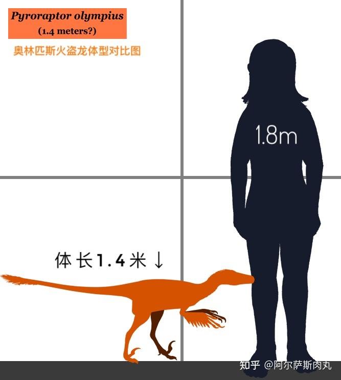 恐龍總目—蜥臀目—獸腳亞目—馳龍科 dromaeosauridae—火盜龍屬