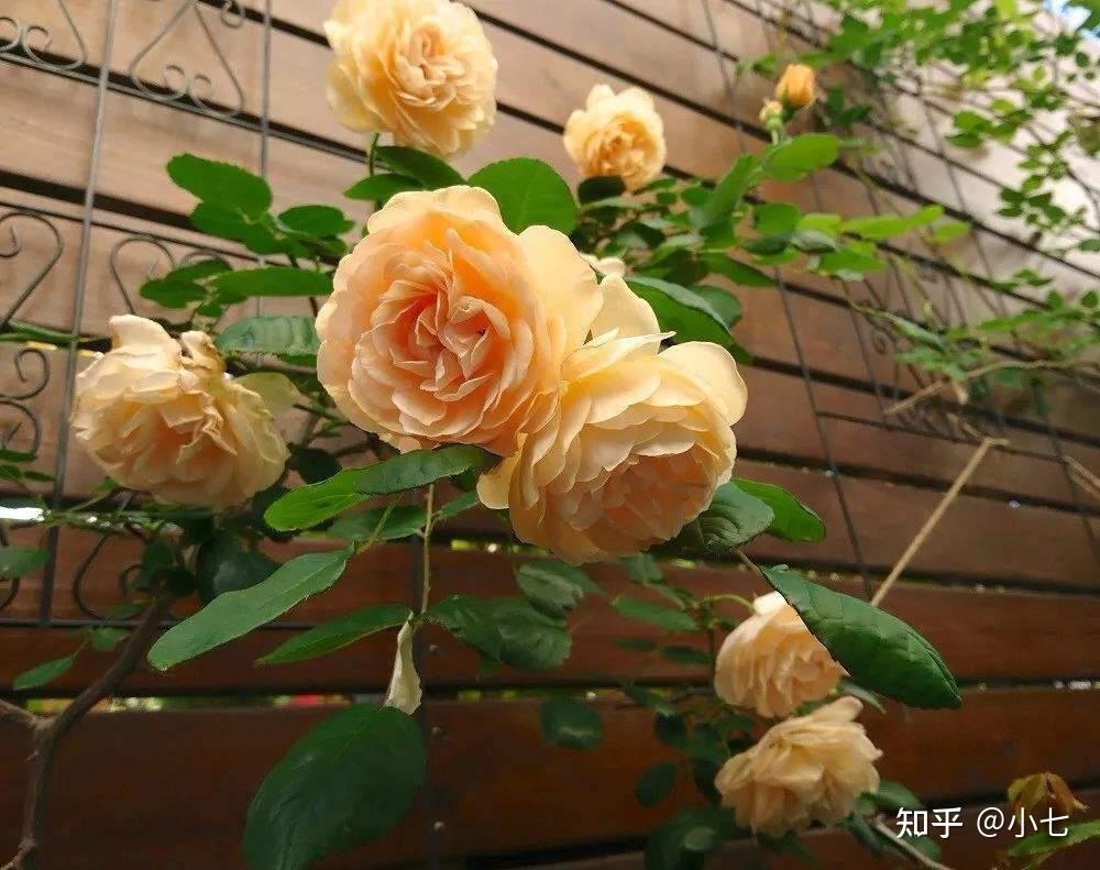 泡芙美人月季花也是非常漂亮的,它是典型的重瓣月季花,单朵花的花瓣看