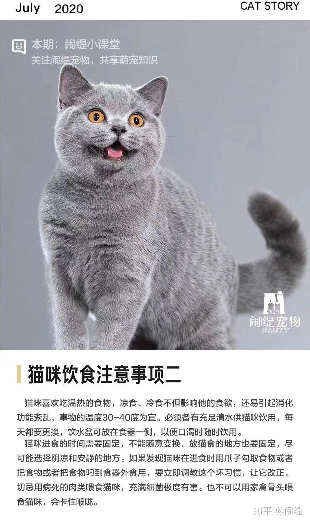 猫咪饮食注意事项(二) - 知乎