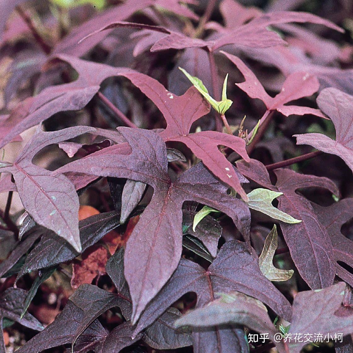 叶色丰富的观赏红薯适合养成盆栽开的喇叭状花朵很罕见