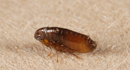 寝室床上有跳蚤有什么最简单的方法去除