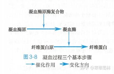 临床小白5:实用凝血过程详解(补充:凝血功能八项解读) - 知乎