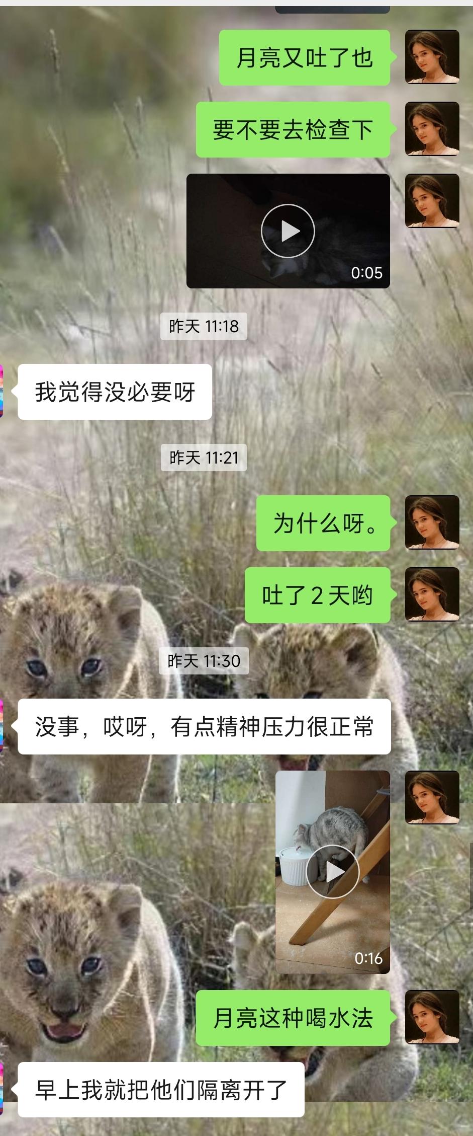 家养的猫配种不成，结果打架怎么办？ - 知乎