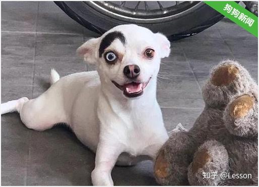 狗狗长着一张阴阳脸看得人强迫症要犯了