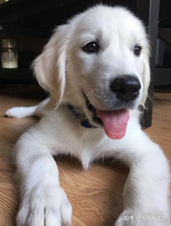 白色的金毛狗见过吗? - 知乎