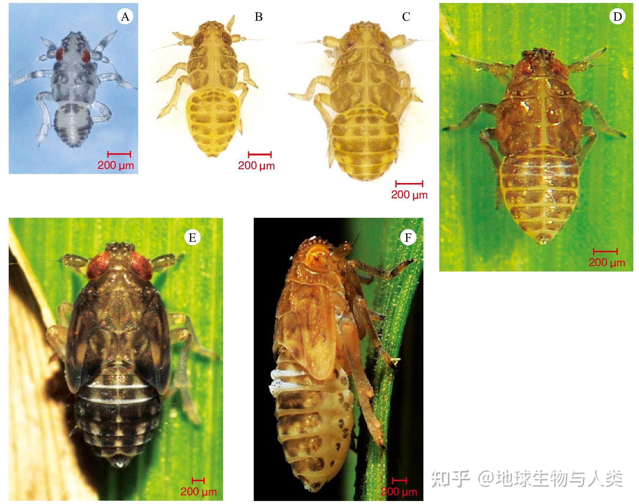 【动物界全系列】稻虱科