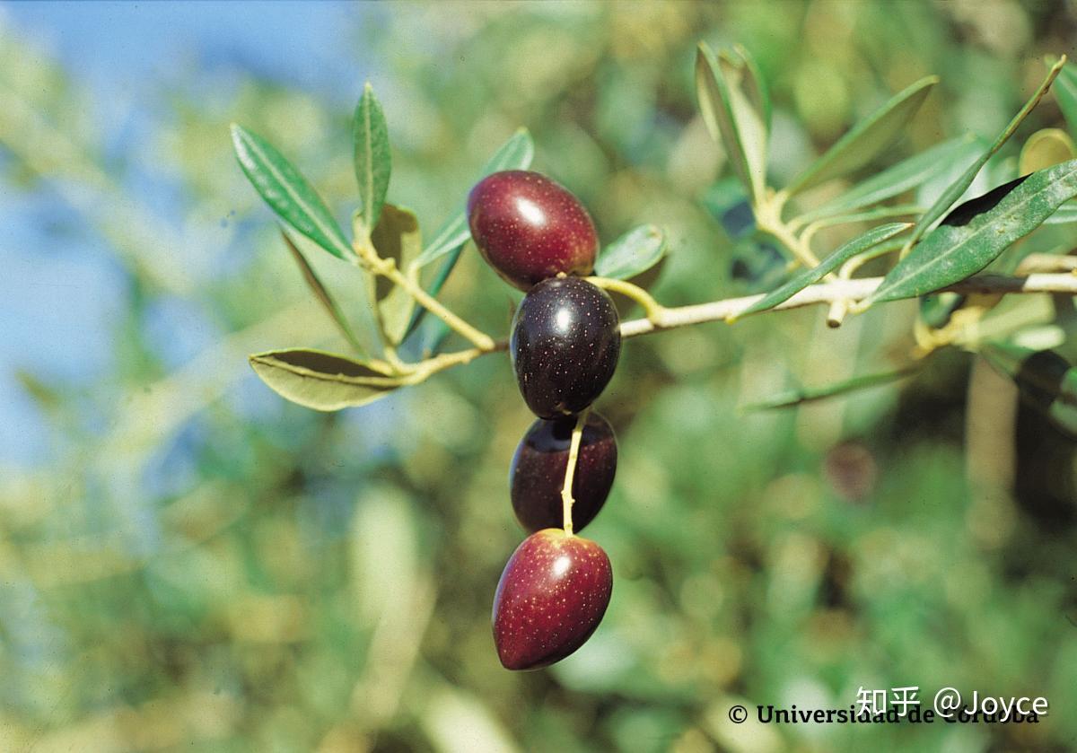 它是安达卢西亚种植面积最大的一种油橄榄,分布在科尔多瓦省,格拉纳达