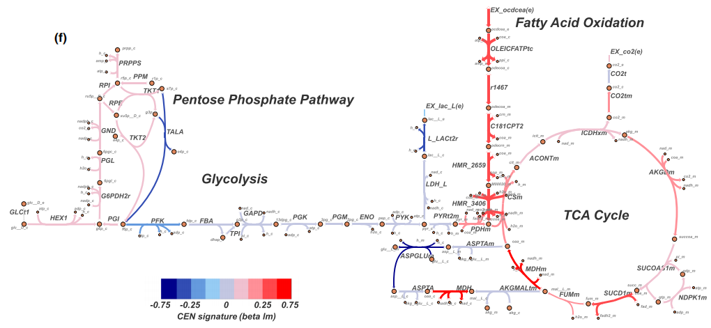 合作文章 | 全基因组代谢模型揭示长寿秘诀：脂肪酸氧化升高 - 知乎