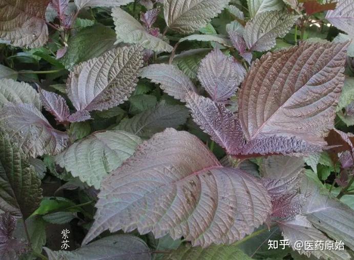 带你识别紫苏叶