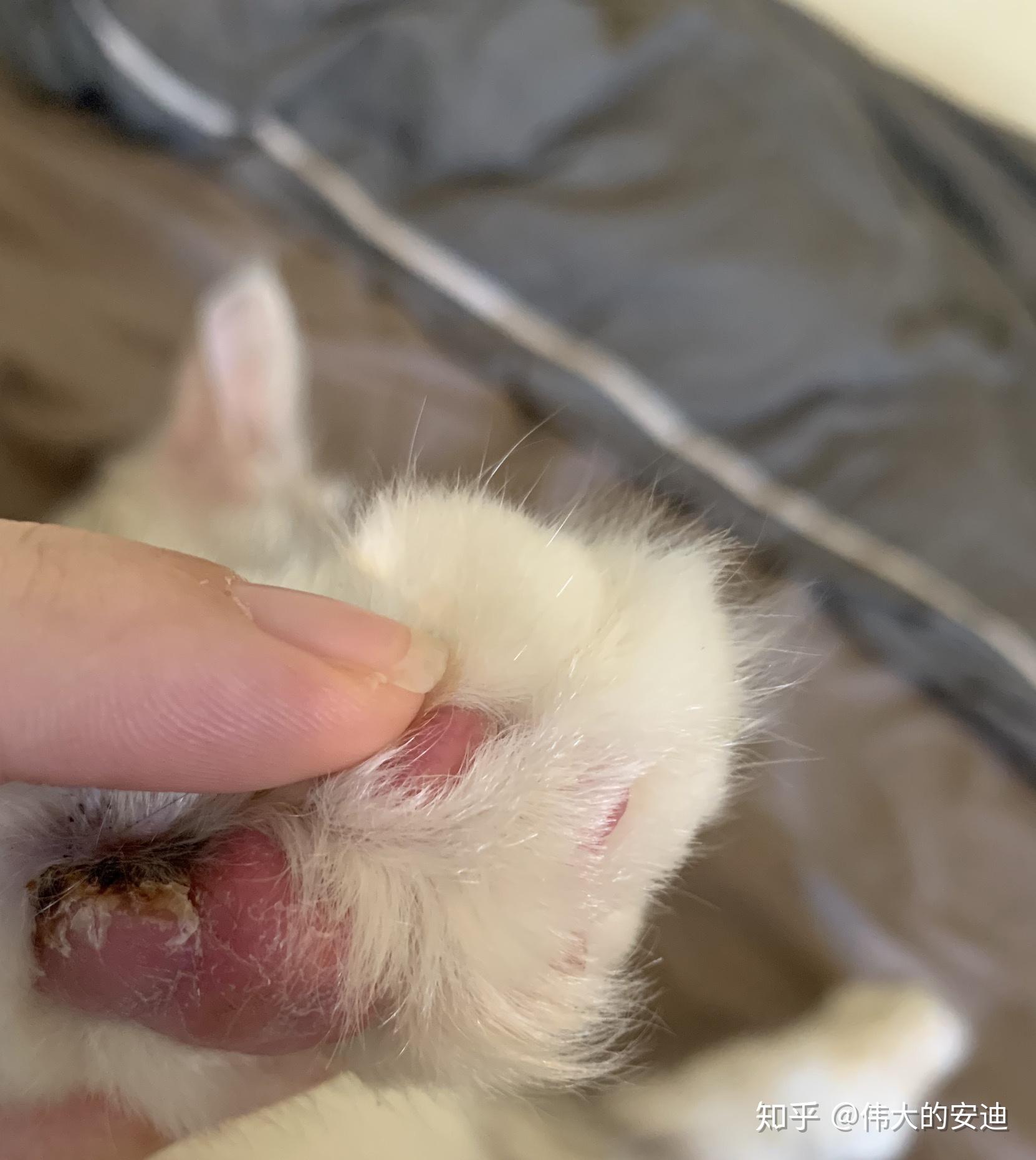 我家猫爪子缝真菌感染,没有及时发现,舔完以后现在肉垫那块儿增生很