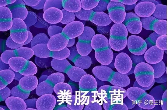 乳酸菌乳酸杆菌益生菌你分得清吗