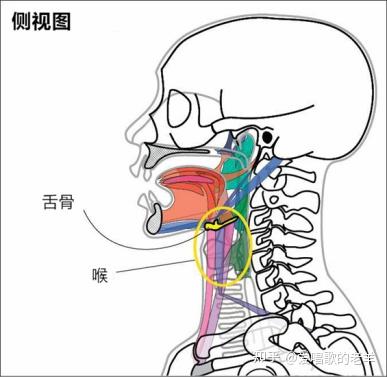 声带闭合理论——EVT理论系统 - 知乎