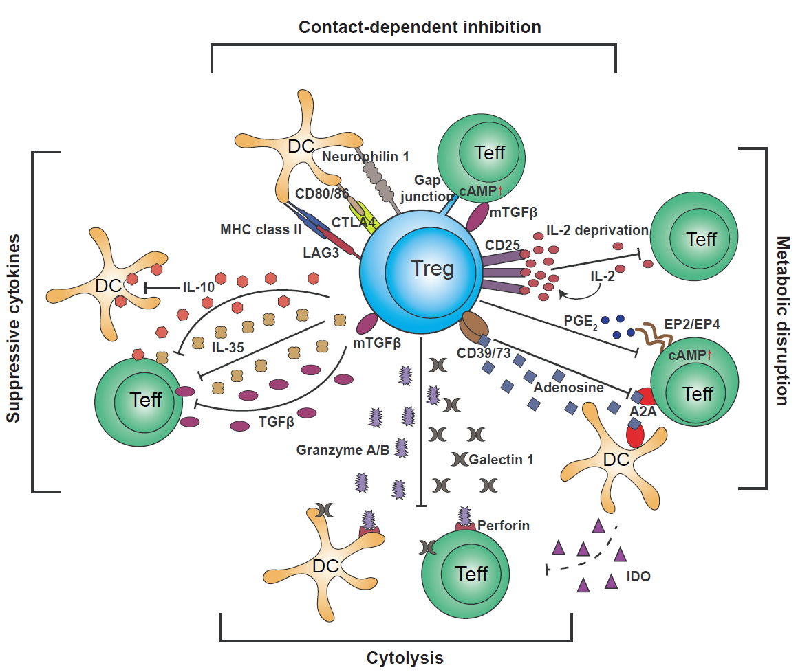 工作细胞中调节性t细胞保护癌细胞,不允许免疫细胞攻击癌细胞,是真实