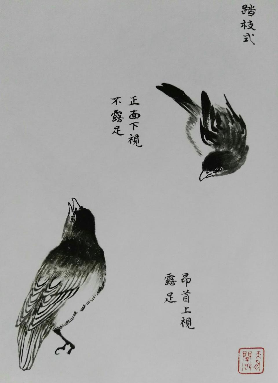 画鸟技法12个步骤分解和21种姿势,让你轻松入门 - 知乎