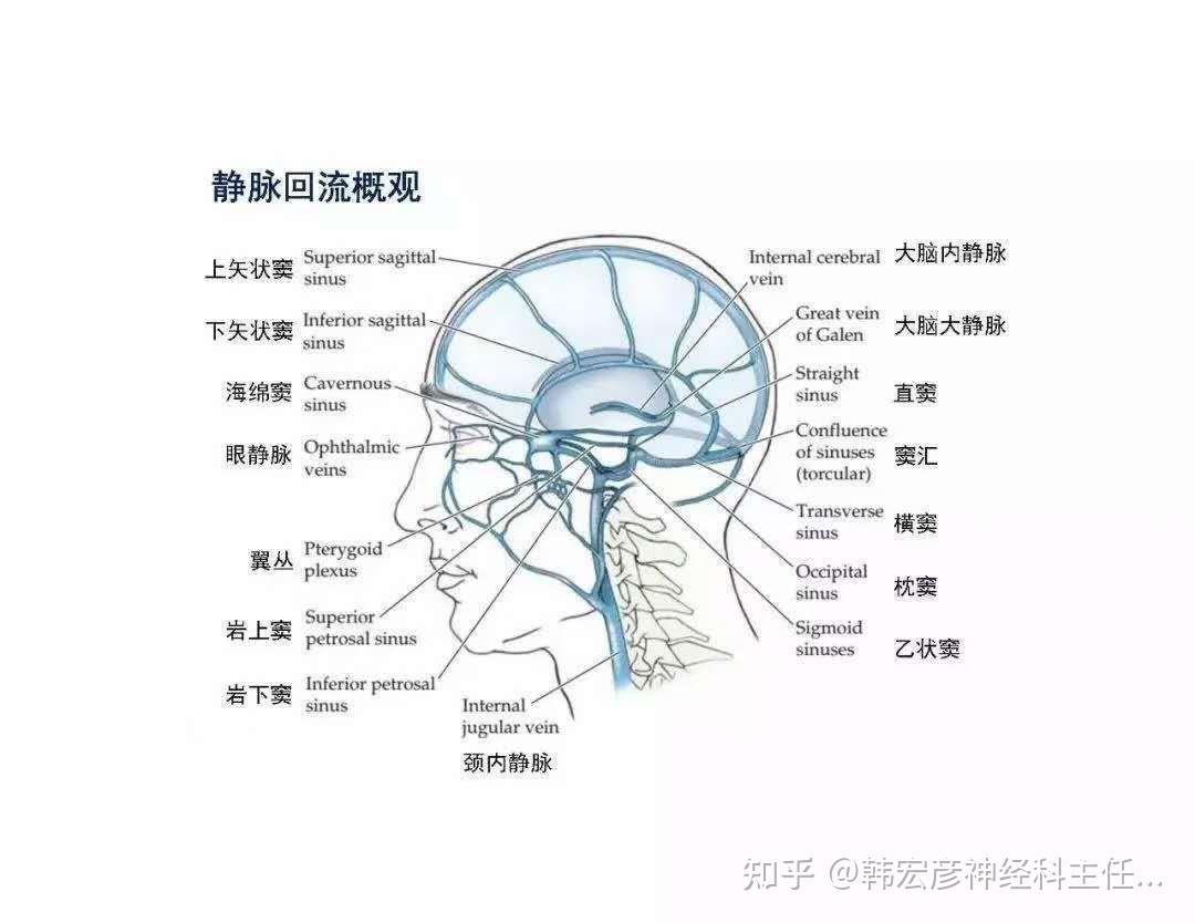 大脑桥静脉示意图图片