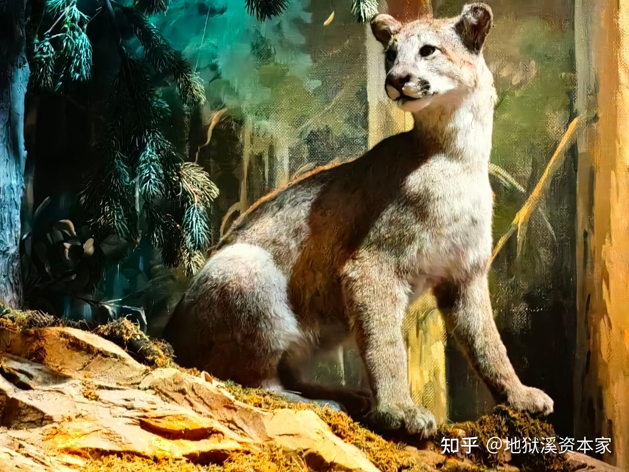 为什么老虎，狮子，豹子都属于猫科动物呀？ - 知乎