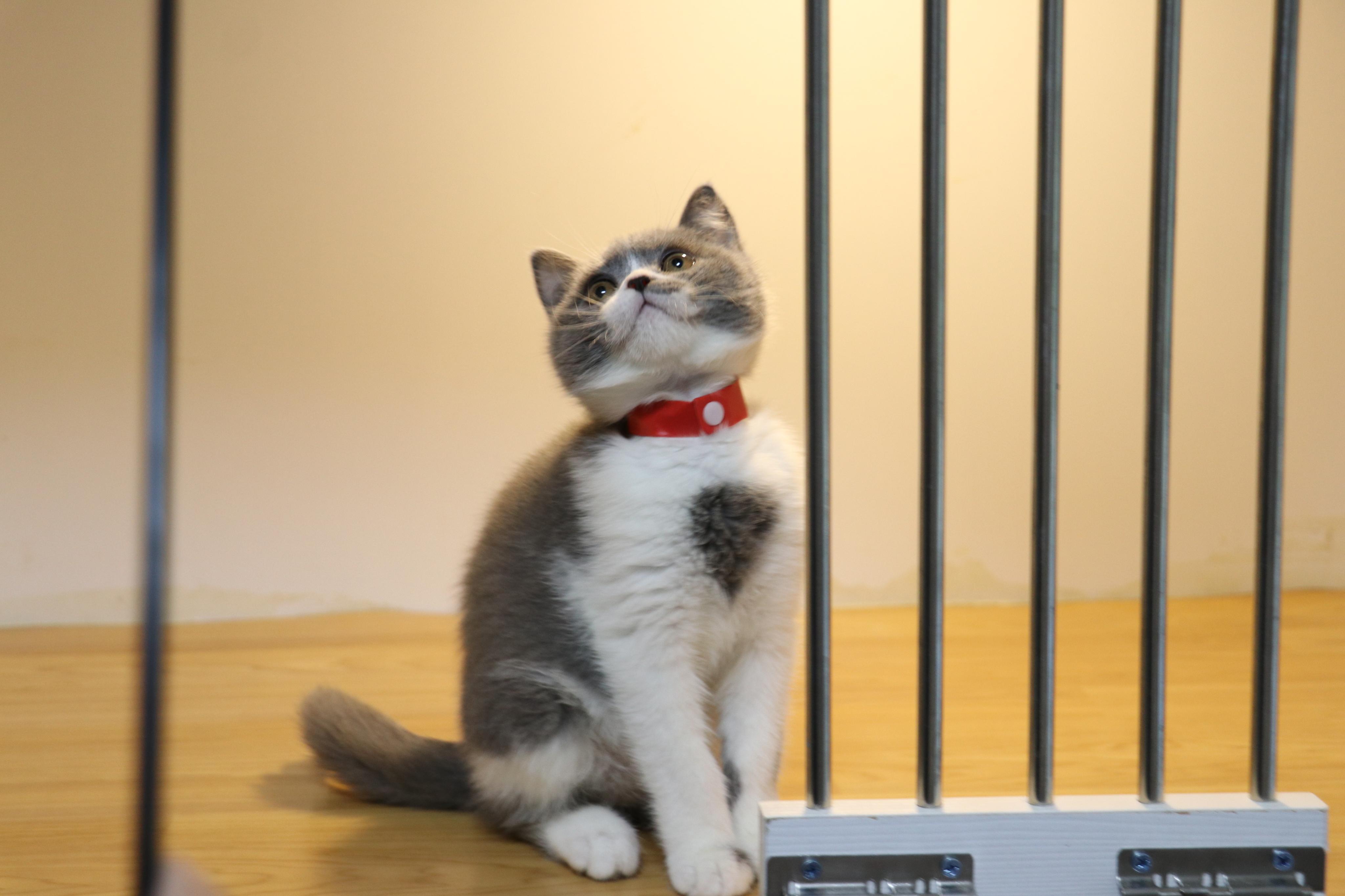 英短蓝白母猫三个月大照片沐米宠物