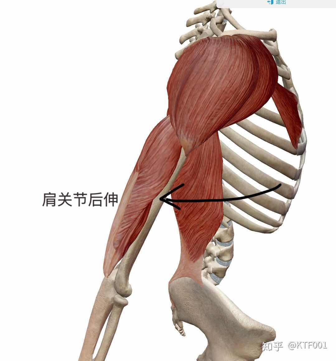 三角肌后束的功能d3三角肌中束只有一个功能就是肩关节外展三角肌中束