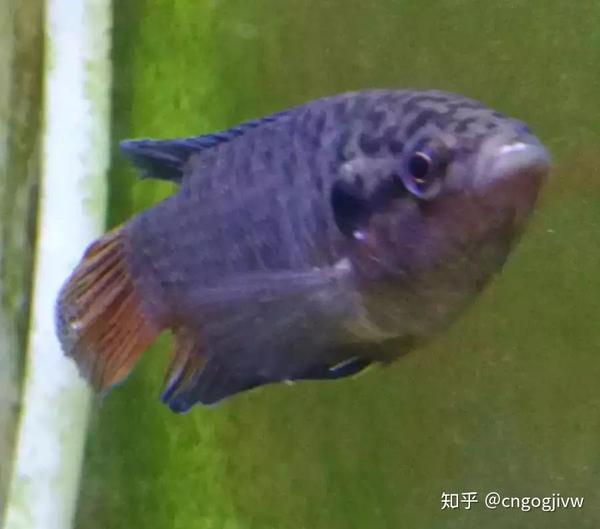 小瓜虫白点体洞初期粉刺打粉病区分方法 疾病篇 知乎