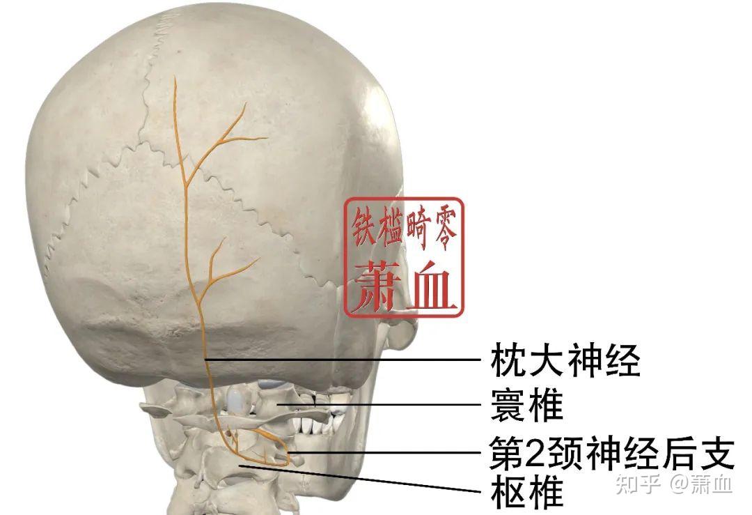 神经卡压|枕大神经 - 知乎
