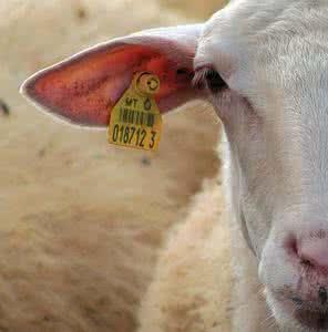 羊的耳标,图源:sheep tags   farming products   mole valley