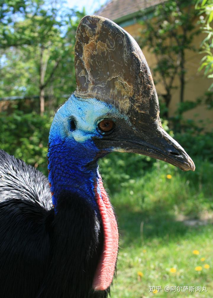 为什么大众仍然不接受鸟类源于恐龙？