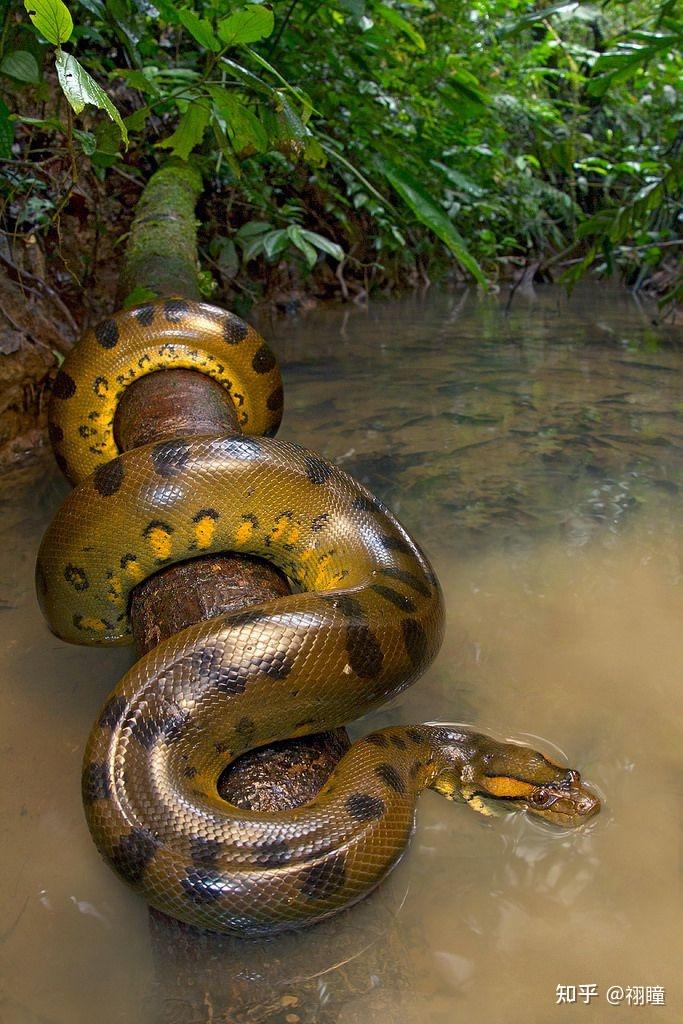世界上最大的蛇有多大?