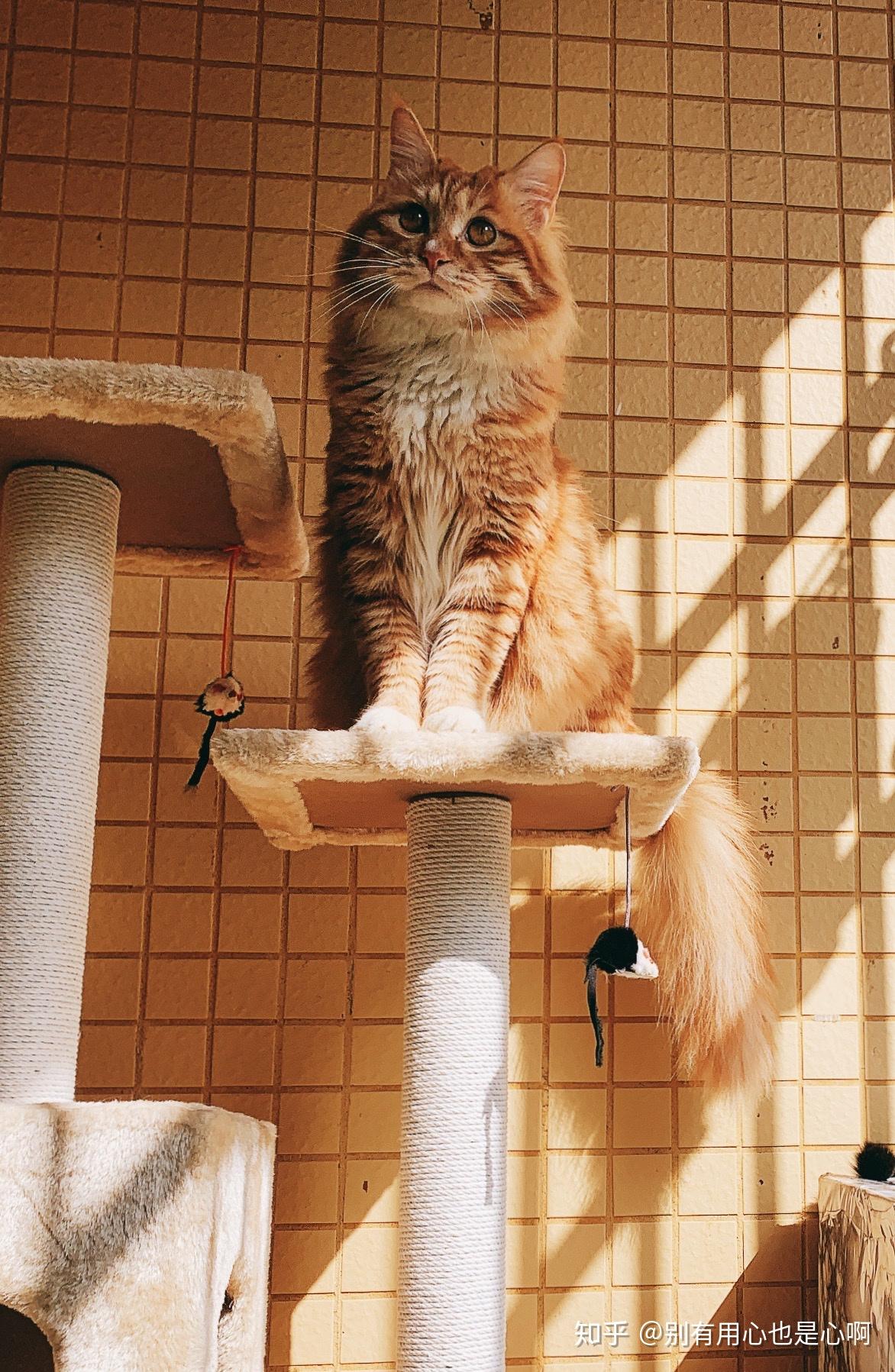 请问田园橘猫混金吉拉的串串长什麽样子?有成年猫的相片吗?