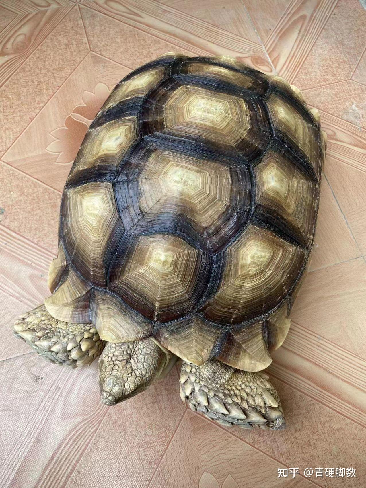 苏卡达龟象龟野生动物自然摄影图配图高清摄影大图-千库网