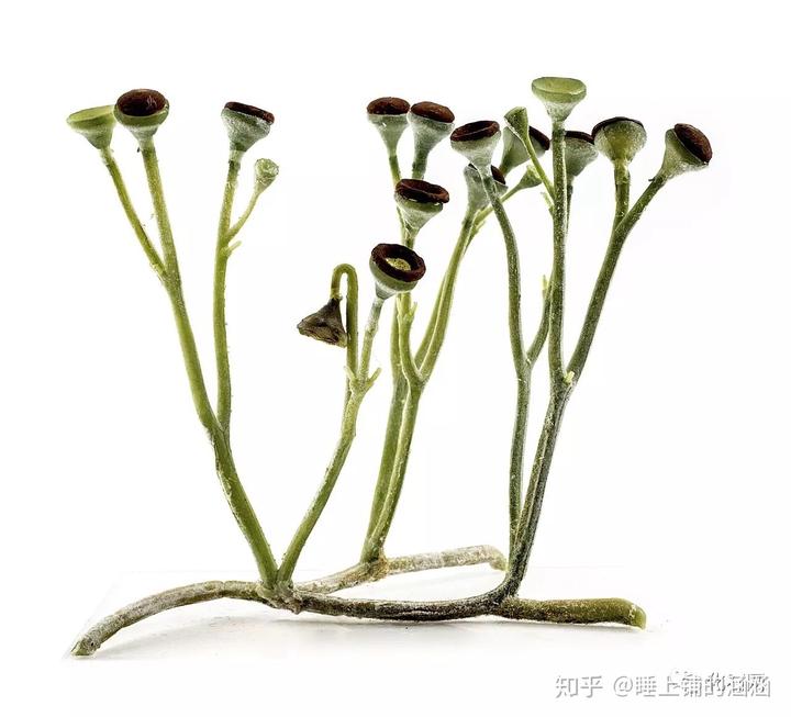 以目前的水平,可以确定鱼类出现得比开花植物更早吗? 9 v2 c4c2d37e1ecc7fc21d87d06dee3ea027 720w