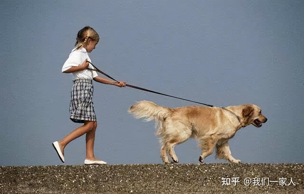 最伤狗的7种"遛狗方式",分分钟会要了狗命! - 知乎